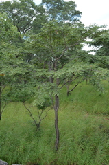 Pterocarpus angolensis