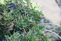 Astragalus fasciculifolius