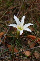 Zephyranthes treatiae
