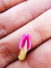 Astragalus fasciculifolius