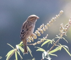 Passer hispaniolensis