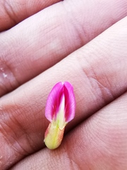 Astragalus fasciculifolius