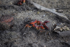 Neosarmatium meinerti