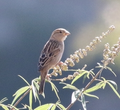 Passer hispaniolensis