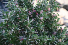 Astragalus fasciculifolius