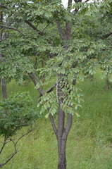 Pterocarpus angolensis