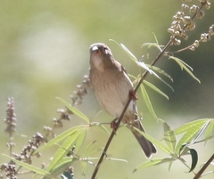 Passer hispaniolensis