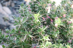 Astragalus fasciculifolius