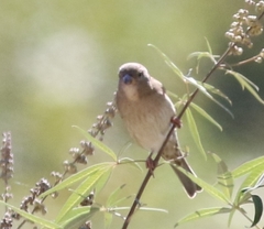 Passer hispaniolensis