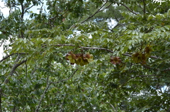 Pterocarpus angolensis