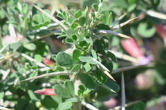 Astragalus fasciculifolius