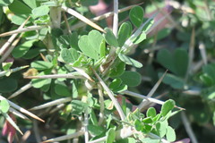 Astragalus fasciculifolius