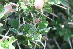 Astragalus fasciculifolius