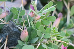 Astragalus fasciculifolius