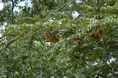 Pterocarpus angolensis