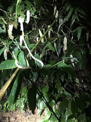 Thamnodynastes pallidus