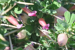Astragalus fasciculifolius