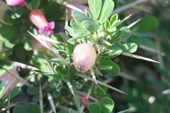 Astragalus fasciculifolius