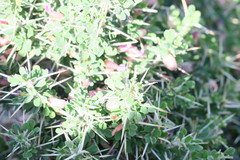 Astragalus fasciculifolius