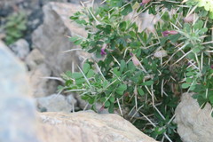 Astragalus fasciculifolius