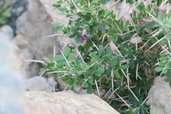 Astragalus fasciculifolius