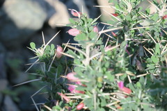 Astragalus fasciculifolius
