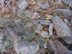 Senecio yurensis