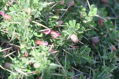 Astragalus fasciculifolius
