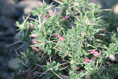 Astragalus fasciculifolius