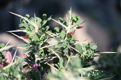 Astragalus fasciculifolius