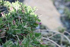 Astragalus fasciculifolius