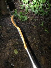 Thamnodynastes pallidus