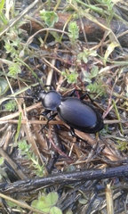Carabus saulcyi