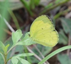 Eurema hecabe solifera