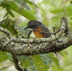 Monticola angolensis