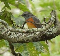 Monticola angolensis
