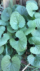 Alliaria petiolata