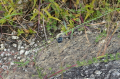 Sternocera orissa variabilis
