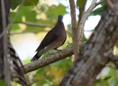 Nesoenas picturatus
