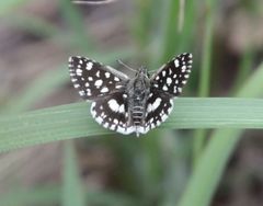 Ernsta dromus