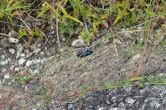 Sternocera orissa variabilis