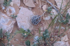 Anastatica hierochuntica