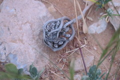 Anastatica hierochuntica