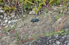 Sternocera orissa variabilis
