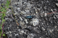 Sternocera orissa variabilis