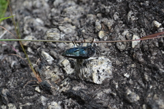 Sternocera orissa variabilis