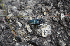 Sternocera orissa variabilis