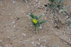 Arnebia hispidissima