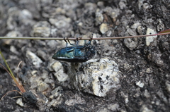 Sternocera orissa variabilis