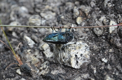 Sternocera orissa variabilis